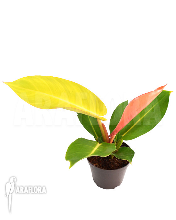 Philodendron x &lsquo;Prince of Orange&rsquo;