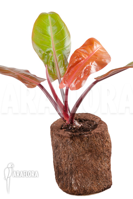 Philodendron x &lsquo;Prince of Orange&rsquo; &lsquo;S&rsquo;