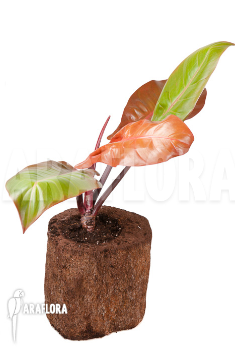 Philodendron x &lsquo;Prince of Orange&rsquo; &lsquo;S&rsquo;