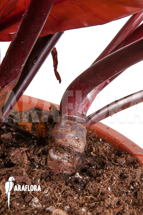 Philodendron x &lsquo;Prince of Orange&rsquo; &lsquo;S&rsquo;