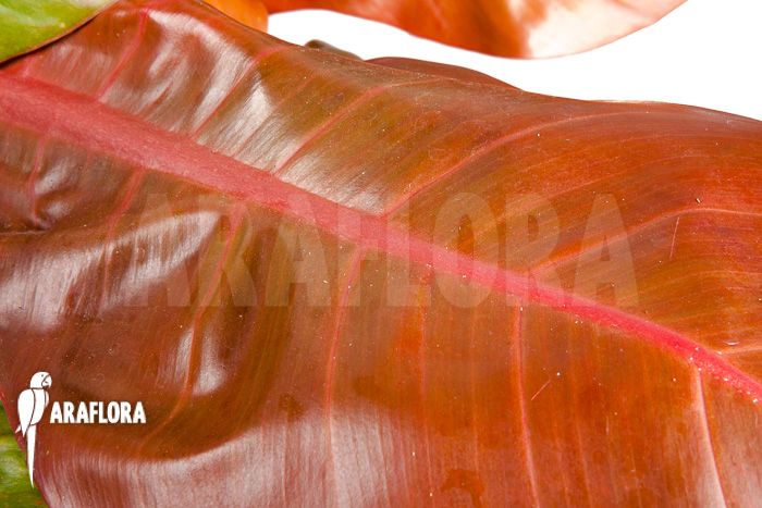 Philodendron x &lsquo;Prince of Orange&rsquo; &lsquo;S&rsquo;