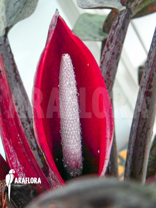 Philodendron x &lsquo;Red Baron&rsquo; flower
