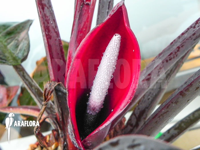 Philodendron x &lsquo;Red Baron&rsquo; flower