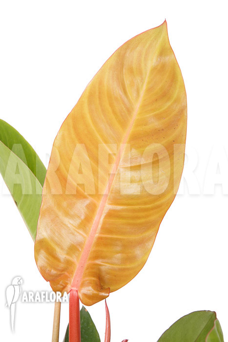 Philodendron x &lsquo;Sun Red&rsquo;