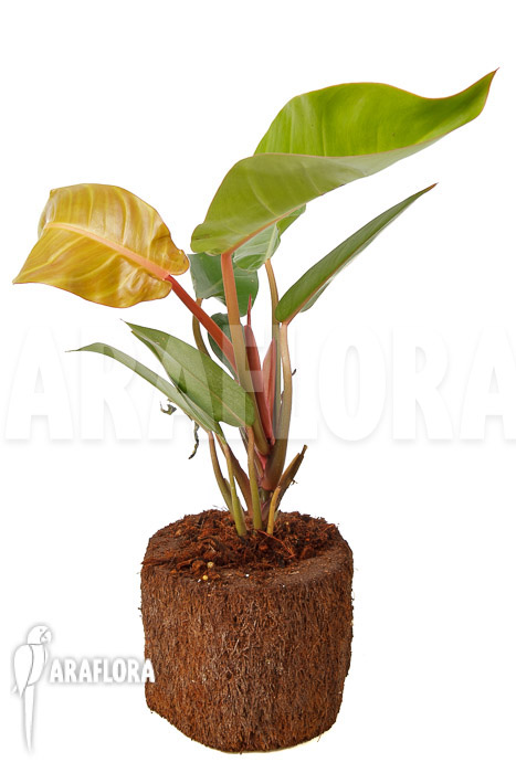 Philodendron x &lsquo;Sun Red&rsquo;
