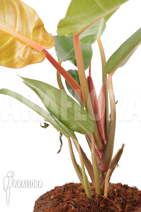 Philodendron x &lsquo;Sun Red&rsquo;