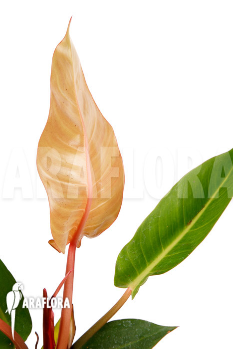 Philodendron x &lsquo;Sun Red&rsquo;