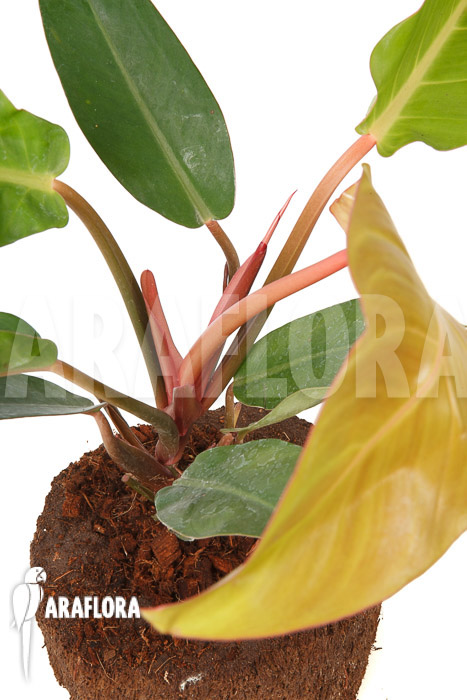 Philodendron x &lsquo;Sun Red&rsquo;