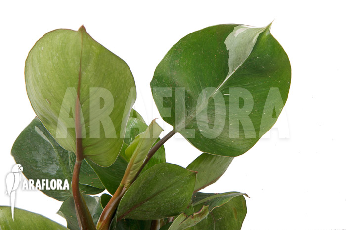 Philodendron x &lsquo;White Knight&rsquo;