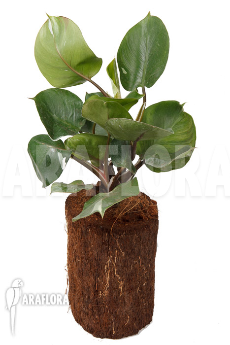 Philodendron x &lsquo;White Knight&rsquo;