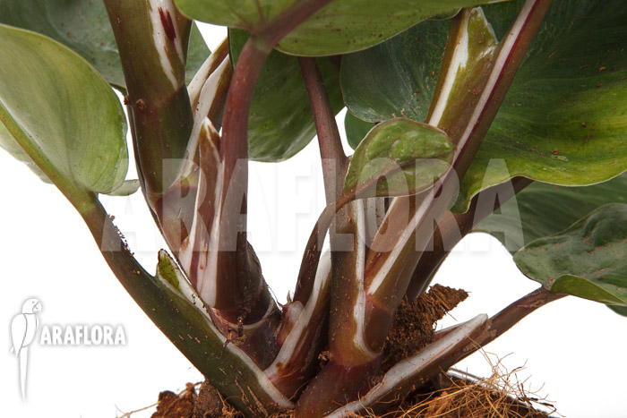 Philodendron x &lsquo;White Knight&rsquo;