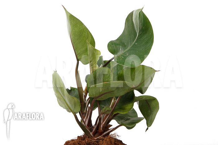 Philodendron x &lsquo;White Knight&rsquo;