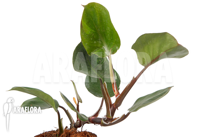 Philodendron x &lsquo;White Knight&rsquo; &lsquo;M&rsquo;