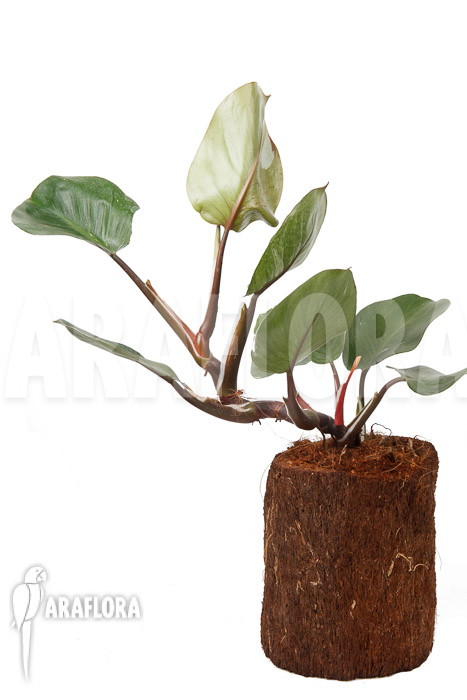 Philodendron x &lsquo;White Knight&rsquo; &lsquo;M&rsquo;