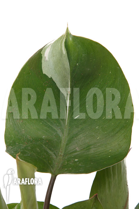 Philodendron x &lsquo;White Knight&rsquo; &lsquo;M&rsquo;