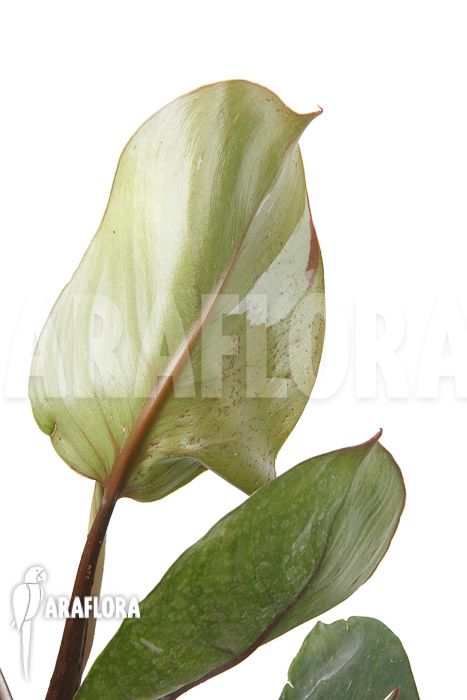 Philodendron x &lsquo;White Knight&rsquo; &lsquo;M&rsquo;