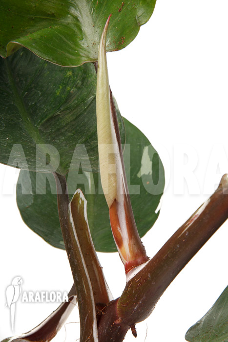 Philodendron x &lsquo;White Knight&rsquo; &lsquo;M&rsquo;