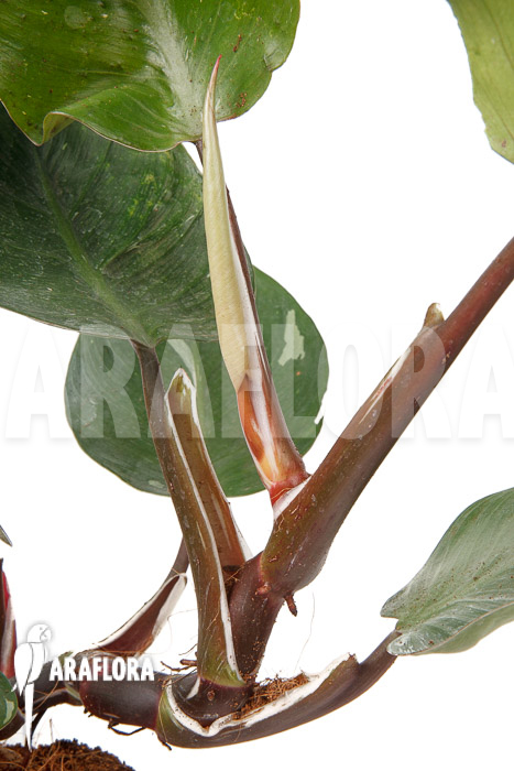 Philodendron x &lsquo;White Knight&rsquo; &lsquo;M&rsquo;