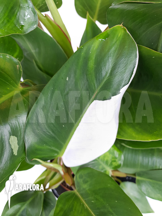 Philodendron x &lsquo;White Princess&rsquo;