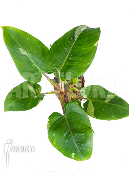 Philodendron x &lsquo;White Princess&rsquo;