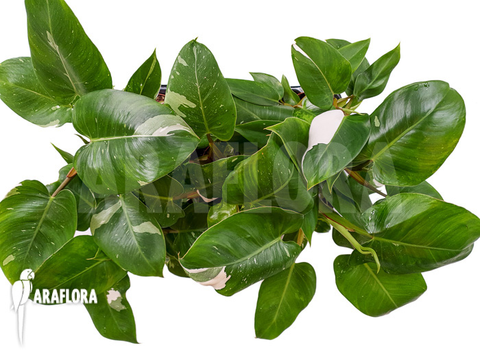 Philodendron x &lsquo;White Princess&rsquo;