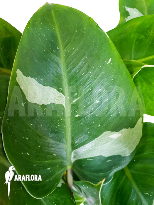 Philodendron x &lsquo;White Princess&rsquo;