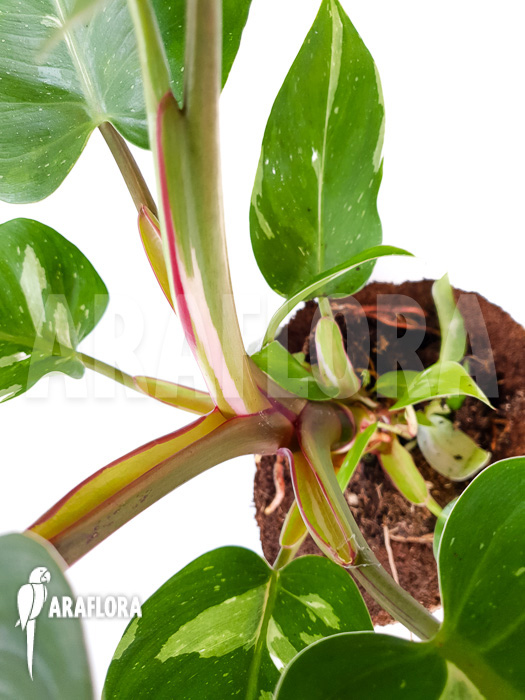 Philodendron x &lsquo;White Princess&rsquo;