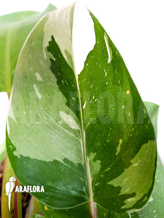 Philodendron x &lsquo;White Princess&rsquo;