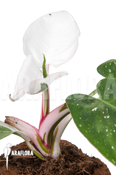 Philodendron x &lsquo;White Princess&rsquo; &lsquo;A&rsquo; &lsquo;Starter&rsquo;