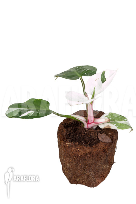 Philodendron x &lsquo;White Princess&rsquo; &lsquo;A&rsquo; &lsquo;Starter&rsquo;