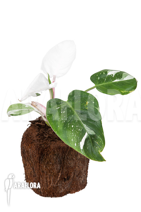 Philodendron x &lsquo;White Princess&rsquo; &lsquo;A&rsquo; &lsquo;Starter&rsquo;