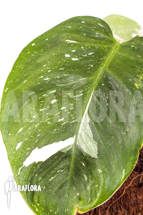 Philodendron x &lsquo;White Princess&rsquo; &lsquo;A&rsquo; &lsquo;Starter&rsquo;