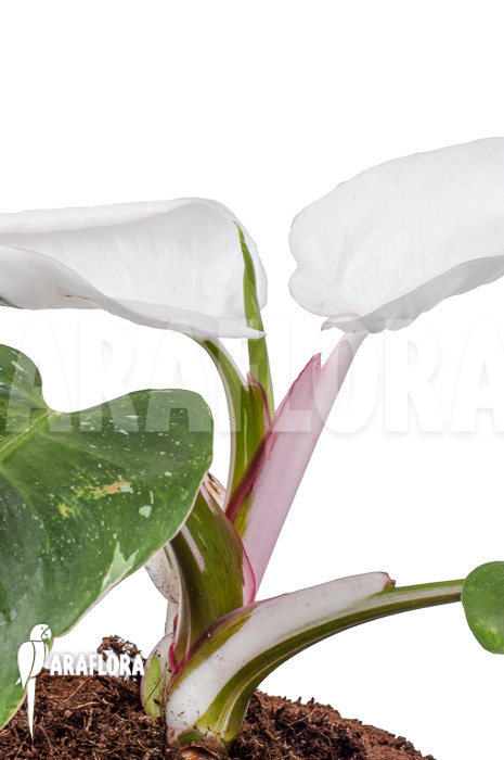 Philodendron x &lsquo;White Princess&rsquo; &lsquo;A&rsquo; &lsquo;Starter&rsquo;