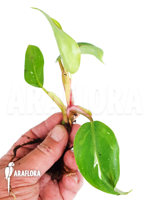 Philodendron x &lsquo;White Princess&rsquo; &lsquo;Starter&rsquo;