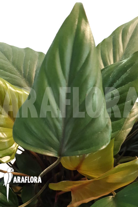 Philodendron x &lsquo;Arrow head&rsquo;