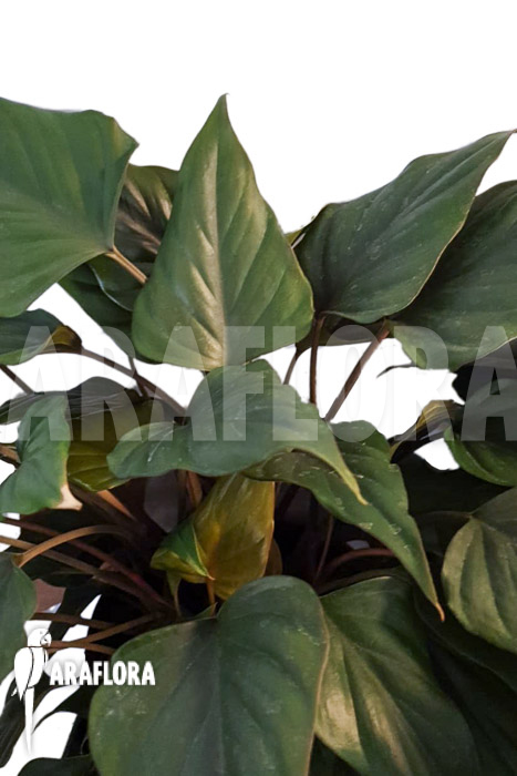 Philodendron x &lsquo;Arrow head&rsquo;