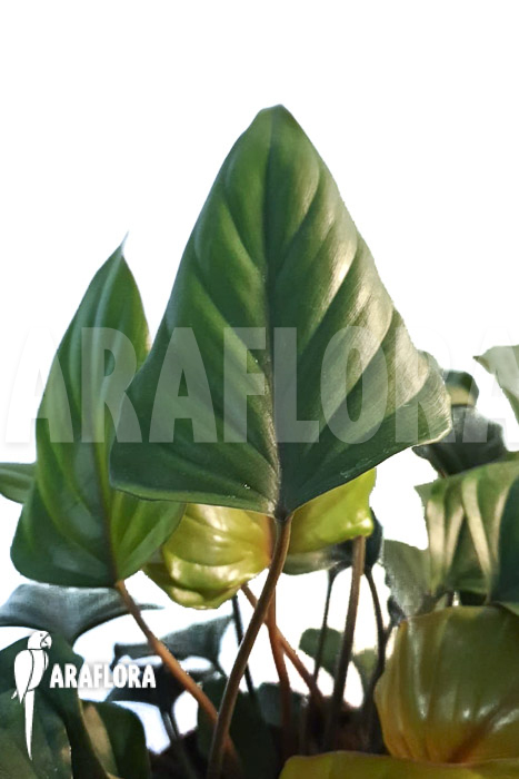 Philodendron x &lsquo;Arrow head&rsquo;