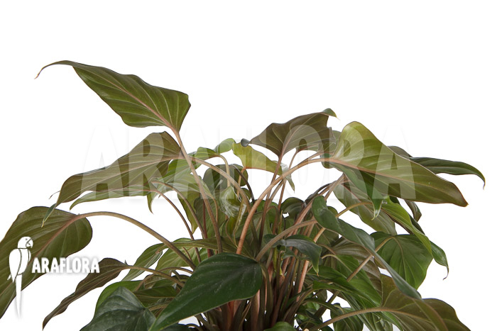 Philodendron-x-arrowhead-6