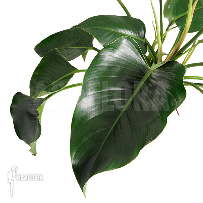 Philodendron x &lsquo;Green beauty&rsquo;