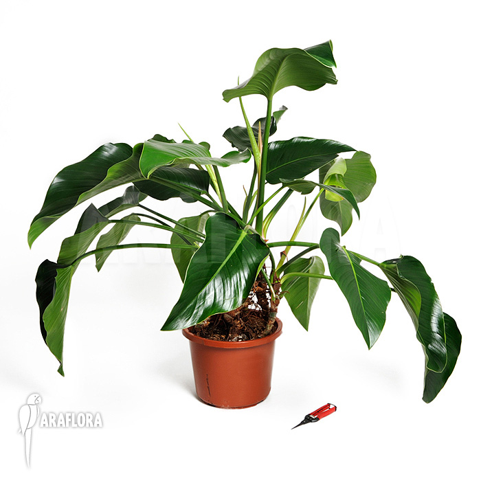 Philodendron x &lsquo;Green beauty&rsquo;