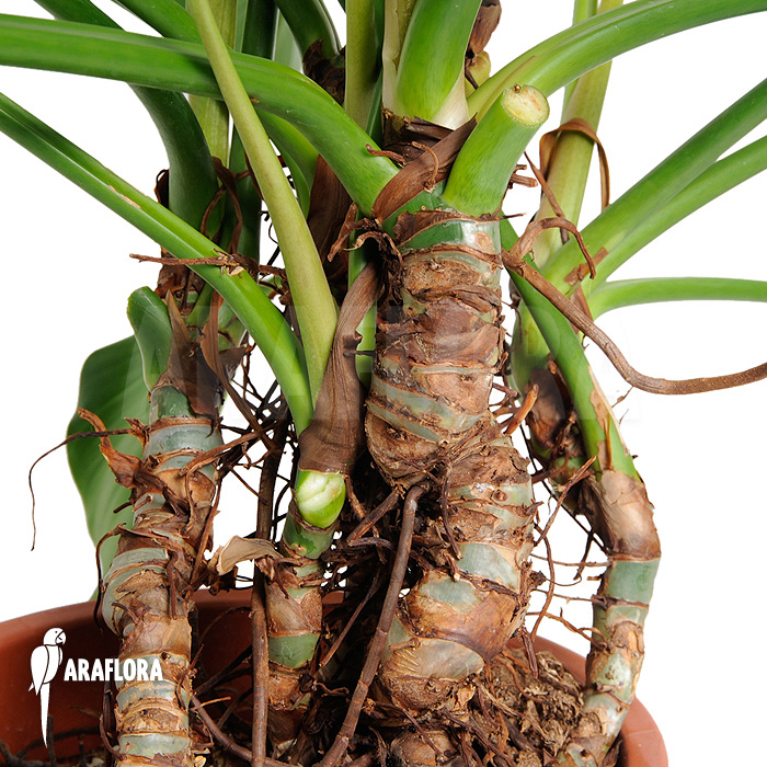 Philodendron x &lsquo;Green beauty&rsquo;