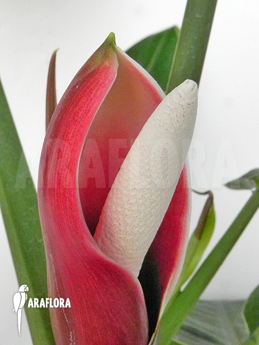 Flower Philodendron x &lsquo;Jungle Green&rsquo;