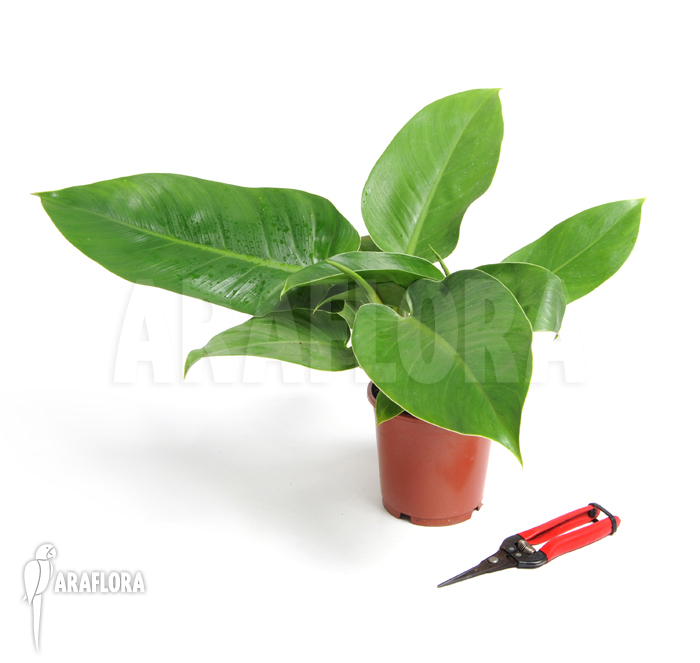 Plant Philodendron x &lsquo;Jungle Green&rsquo;