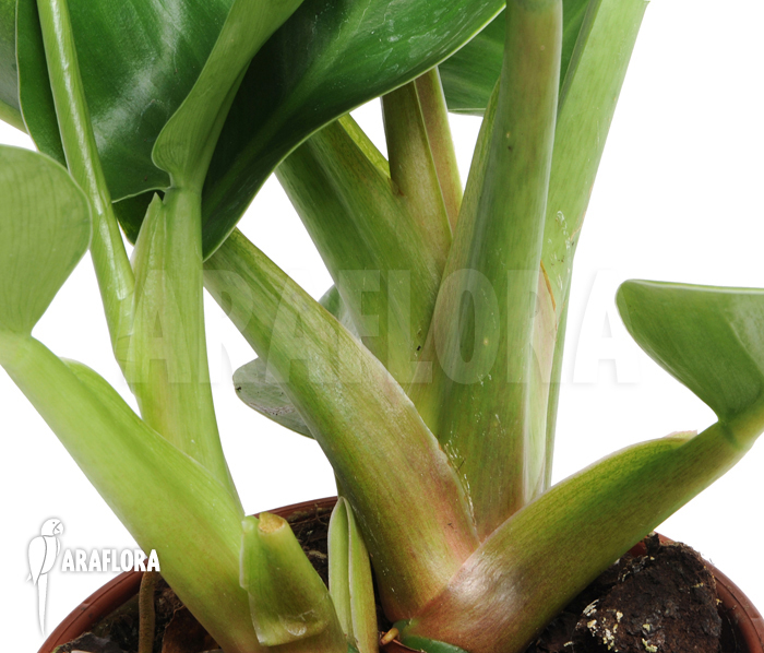 Philodendron x &lsquo;Jungle Green&rsquo; detail
