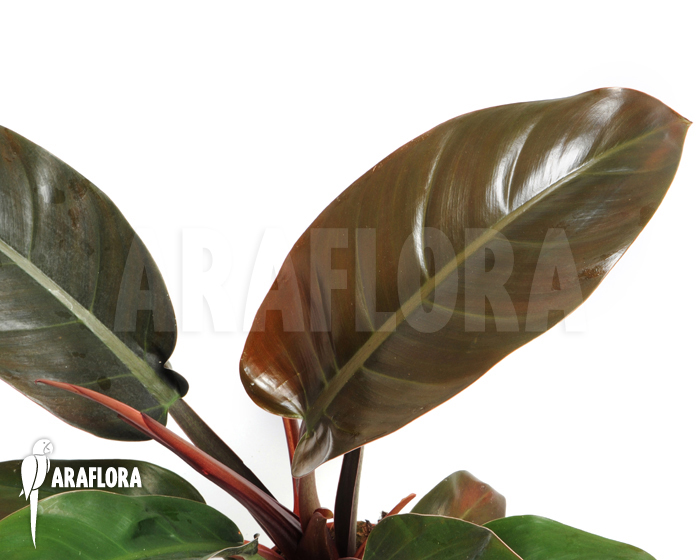 Philodendron x &lsquo;Red Baron&rsquo;