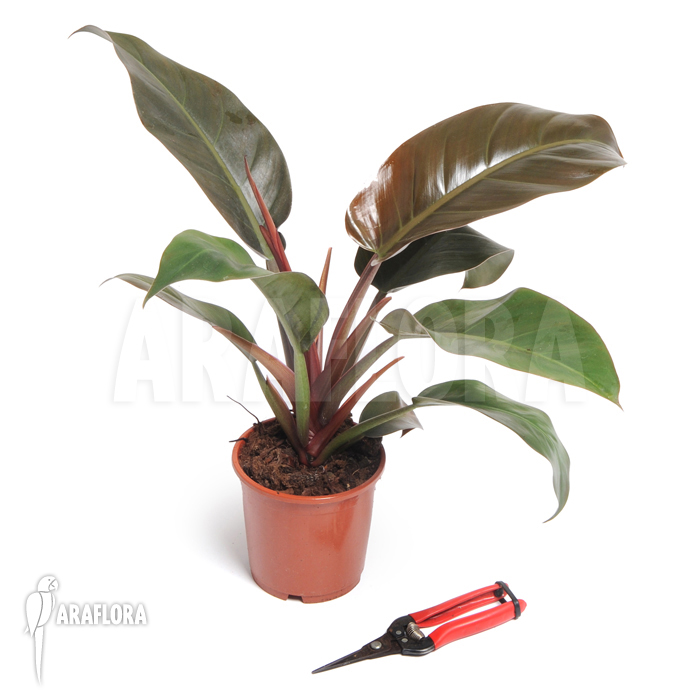 Philodendron x &lsquo;Red Baron&rsquo;