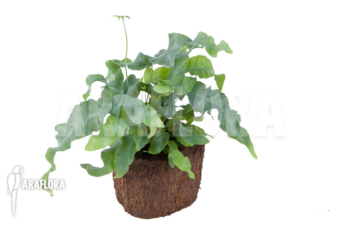 Phlebodium aureum &lsquo;Big&rsquo;