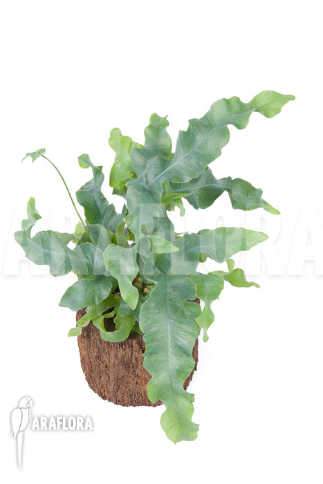 Phlebodium aureum &lsquo;Big&rsquo;