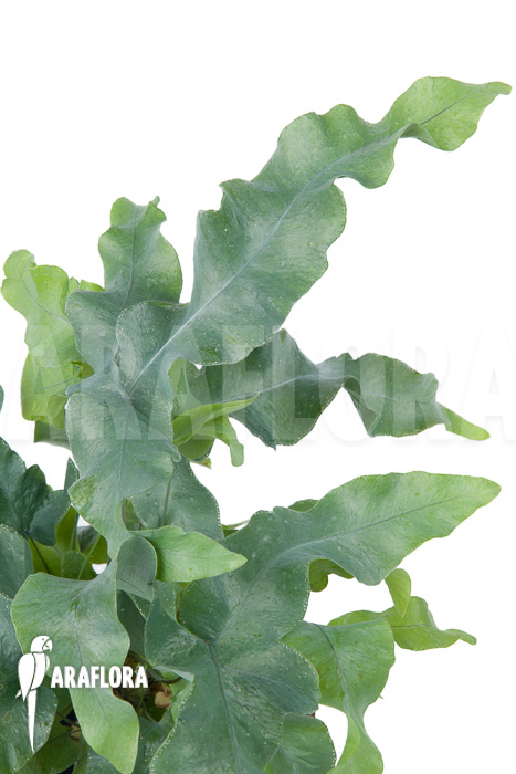 Phlebodium aureum &lsquo;Big&rsquo;