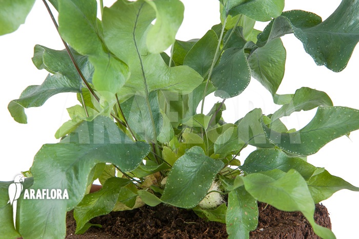 Phlebodium aureum &lsquo;Big&rsquo;